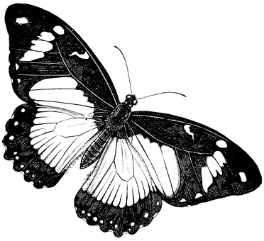 Monochrome Butterfly Illustration PNG image