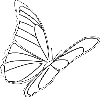 Monochrome Butterfly Illustration PNG image