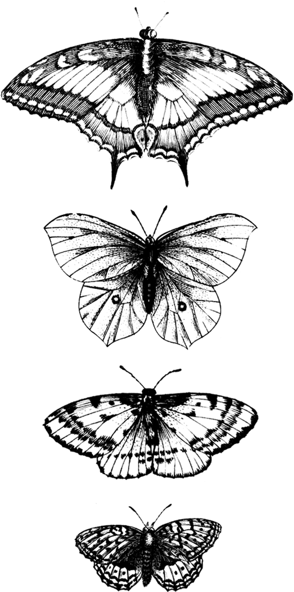 Monochrome Butterfly Illustrations PNG image