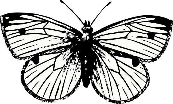 Monochrome Butterfly Silhouette Art PNG image