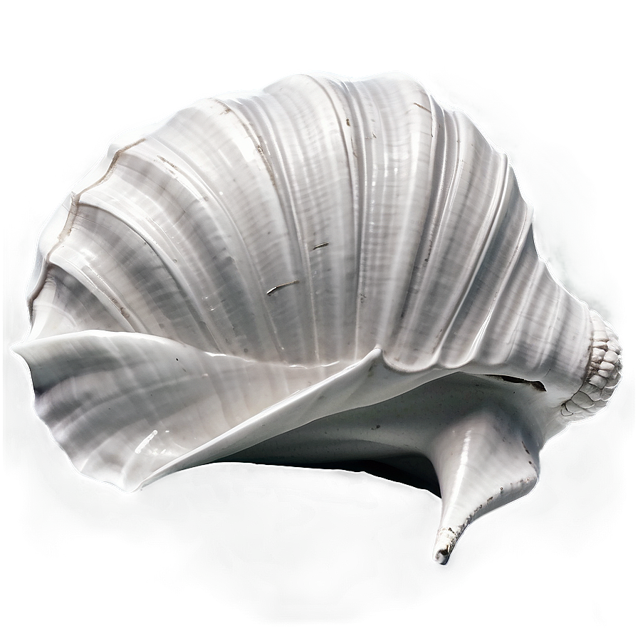 Monochrome Conch Shell Png Omi46 PNG image