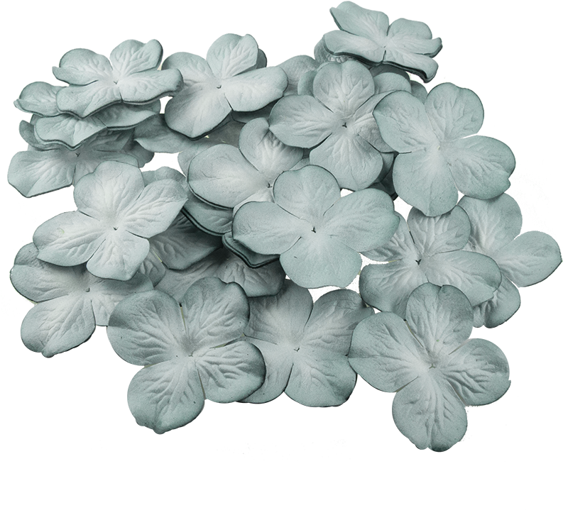 Monochrome Hydrangea Blooms PNG image