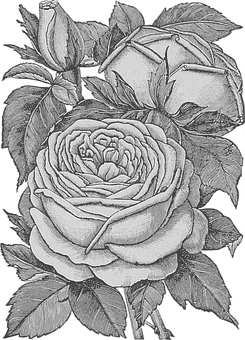 Monochrome_ Rose_ Sketch_ Artwork PNG image