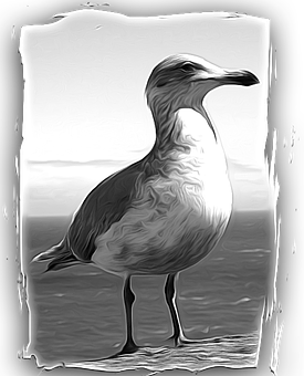 Monochrome Seagull Portrait PNG image