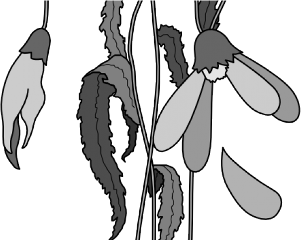 Monochrome Snowdrop Illustration PNG image