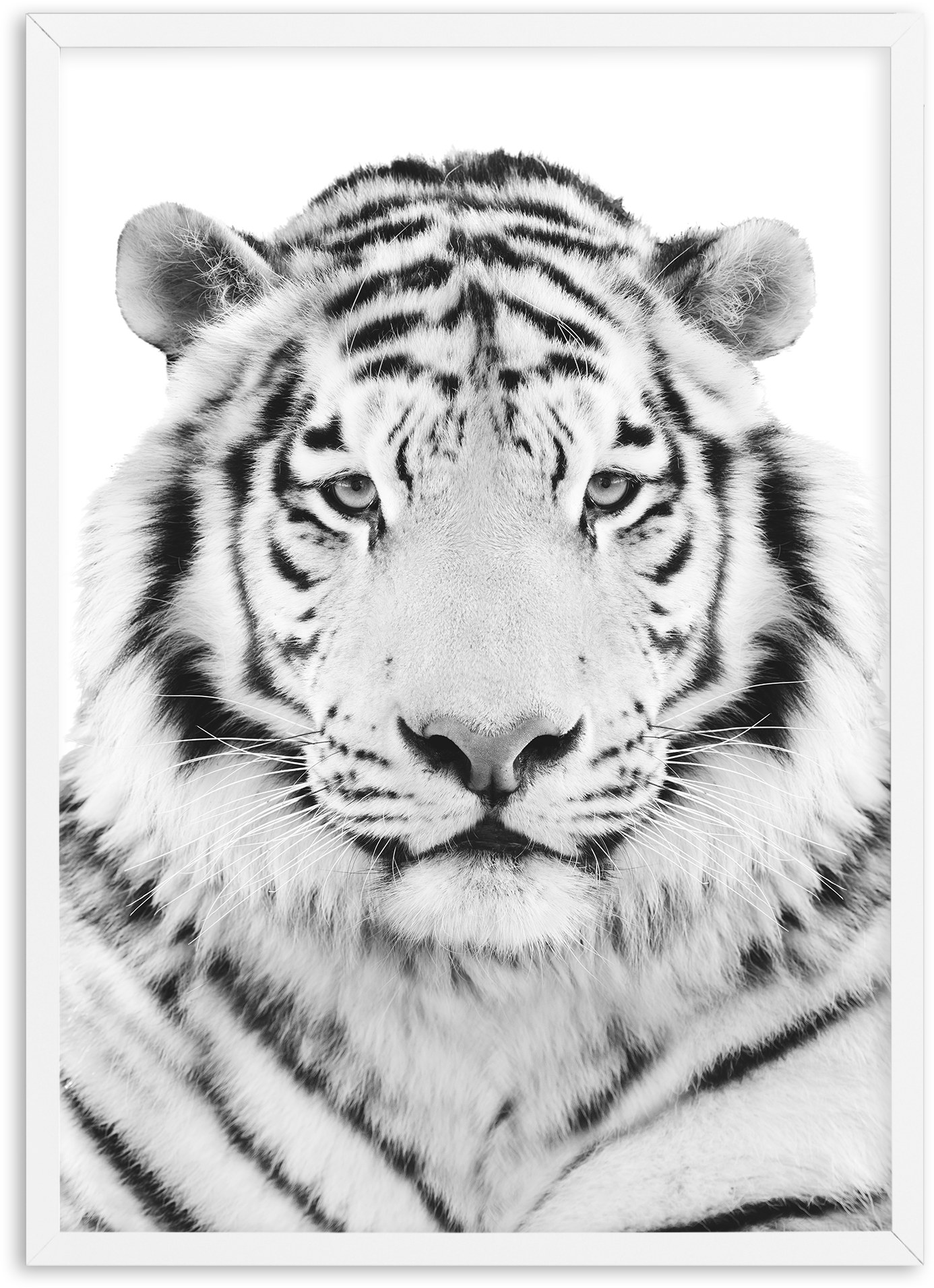 Monochrome Tiger Portrait PNG image