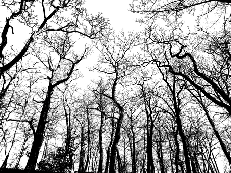 Monochrome_ Treetop_ Silhouettes PNG image
