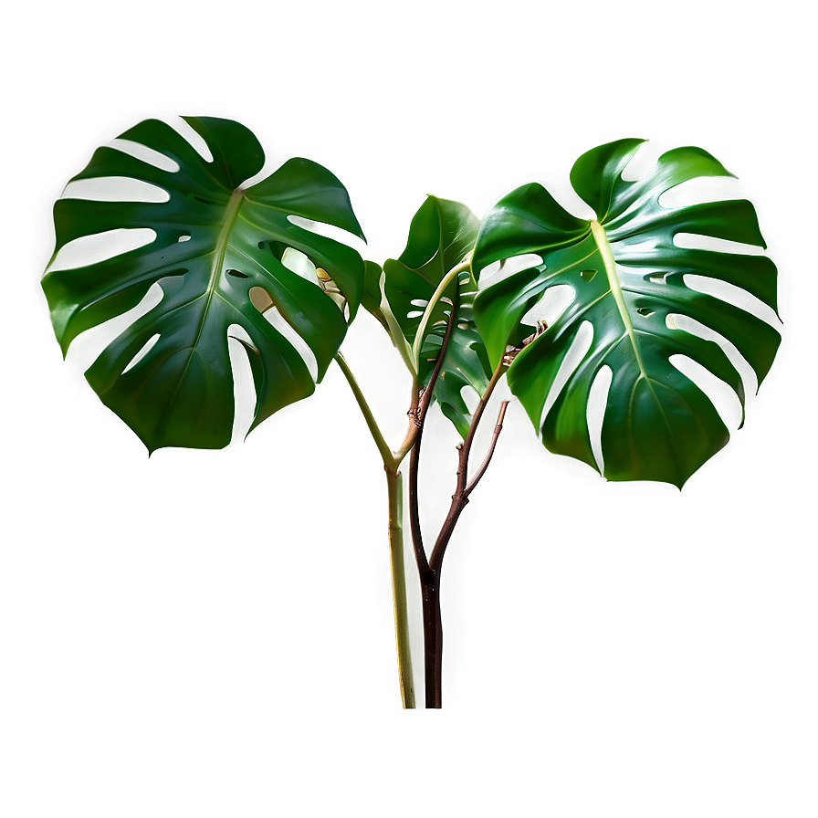 Monstera Deliciosa Plant Png 06212024 PNG image