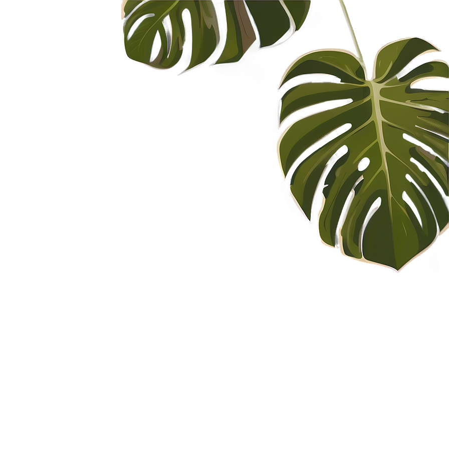 Monstera Deliciosa Vector Png 05232024 PNG image