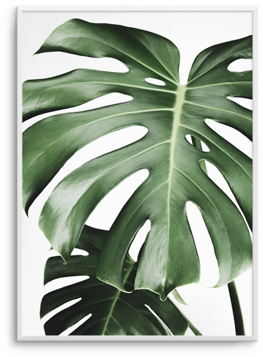 Monstera Leaf Art Print PNG image