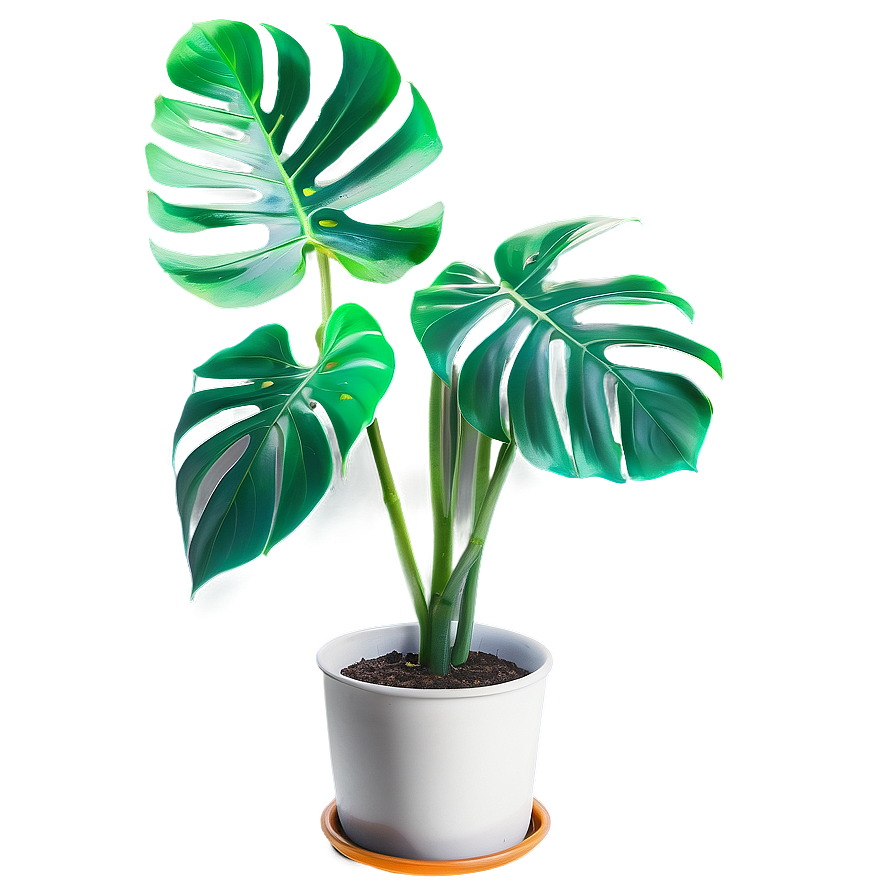 Monstera Plant Indoor Png 23 PNG image