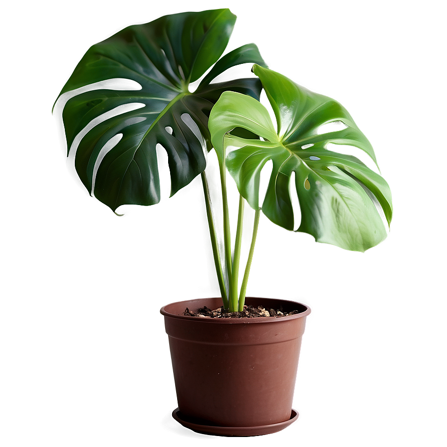 Monstera Plant Indoor Png Ahh13 PNG image