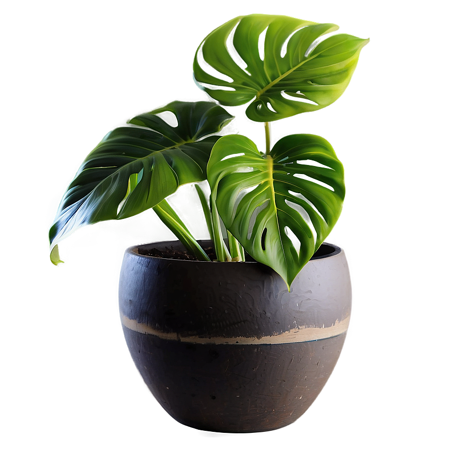 Monstera Plant Pot Png 06212024 PNG image