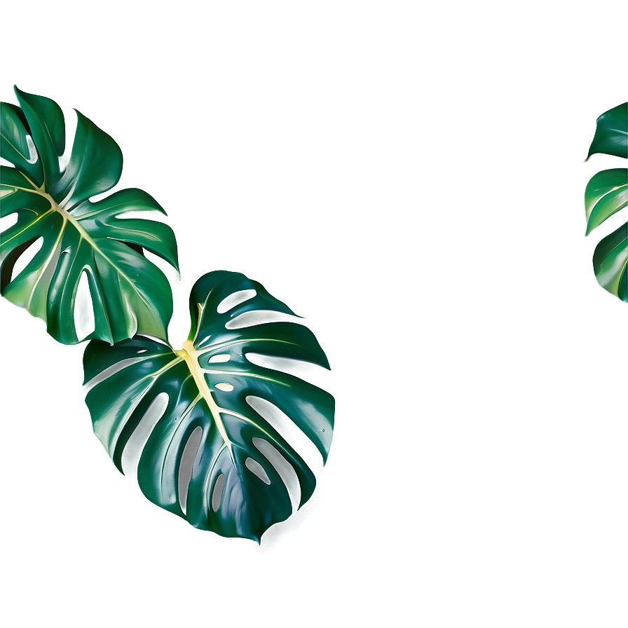 Monstera Plant Top View Png Pyy PNG image