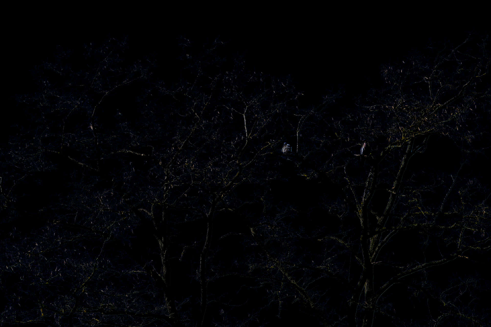 Moonlit Bare Trees Night Sky PNG image