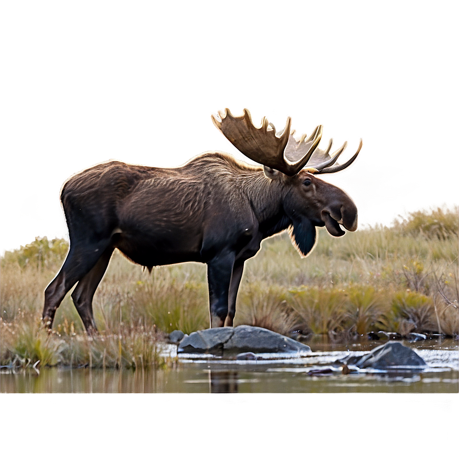 Moose In Rocky Landscape Png 56 PNG image