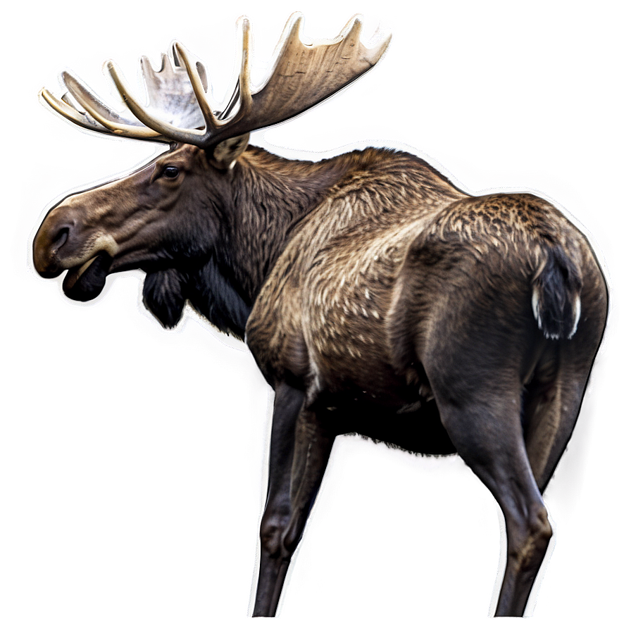 Moose Wildlife Photography Png Hpp76 PNG image