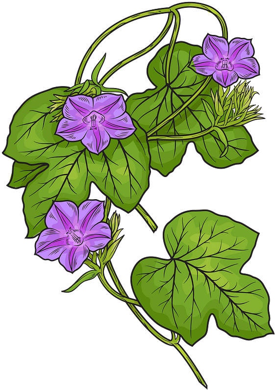 Morning Glory Flowers Illustration PNG image