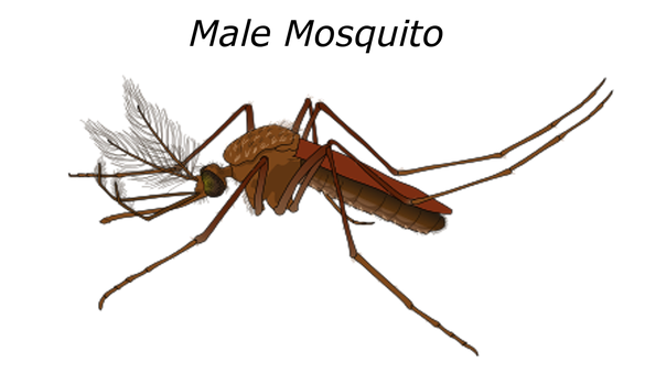 Mosquito Digital Artwork PNG image