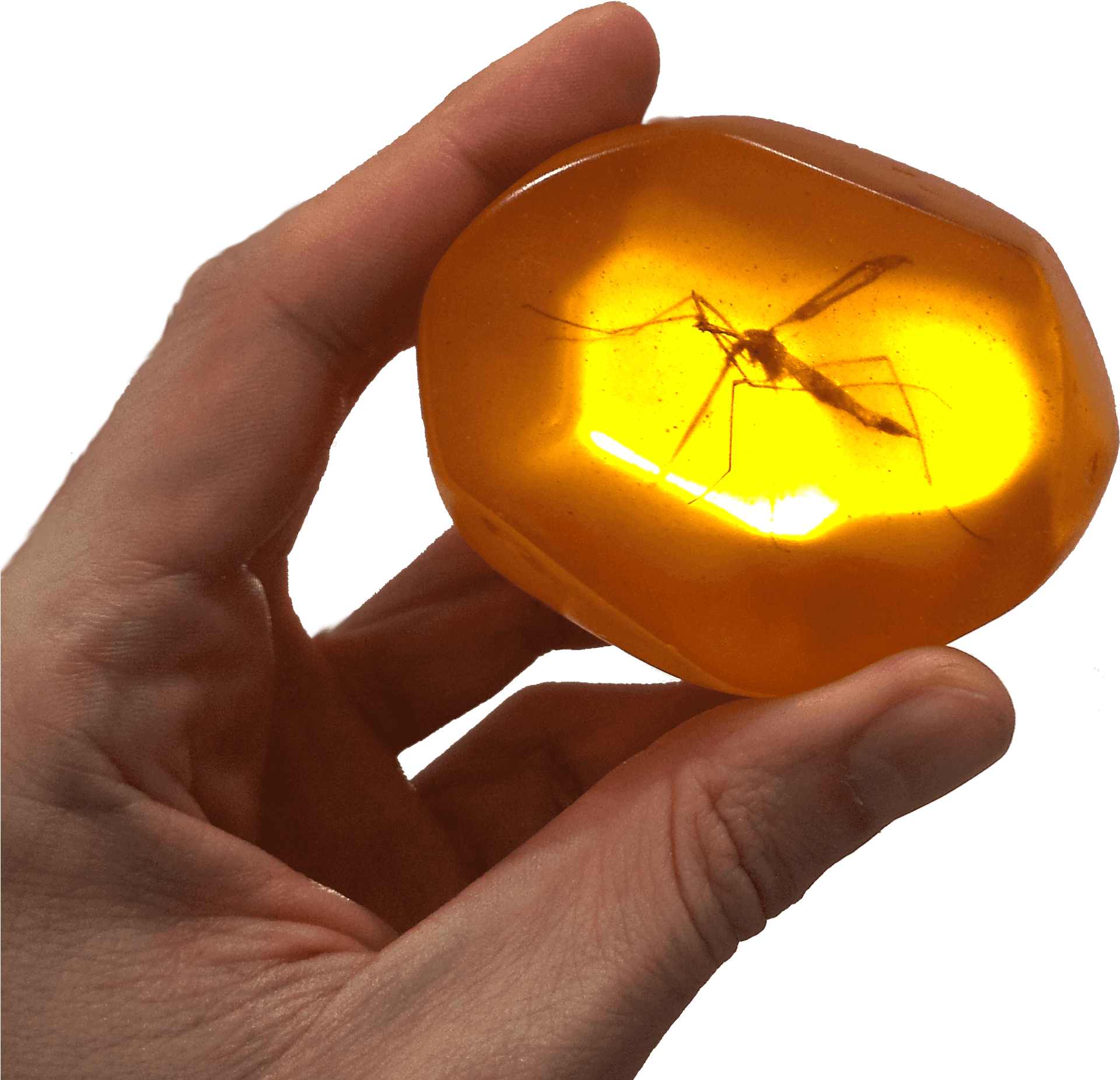 Mosquito Encasedin Amber PNG image