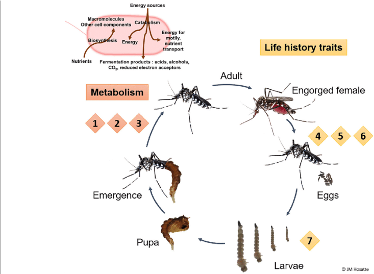 Mosquito Life Cycleand Metabolism PNG image