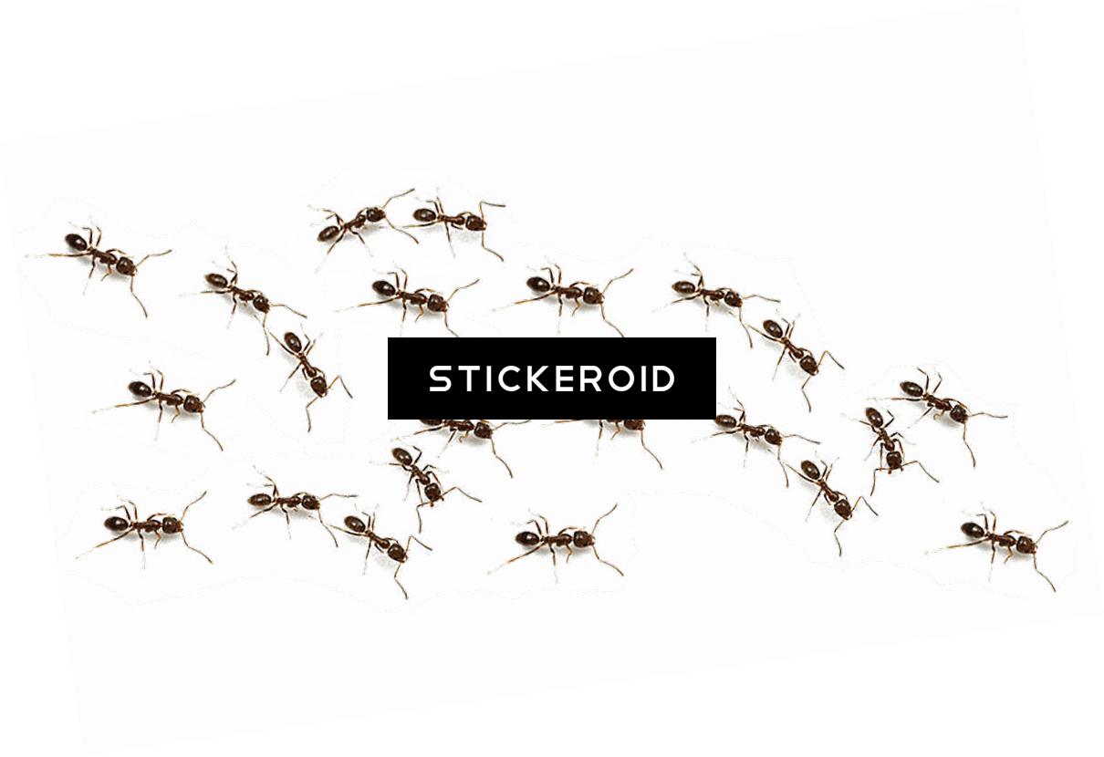 Mosquito Stickeroid Graphic PNG image