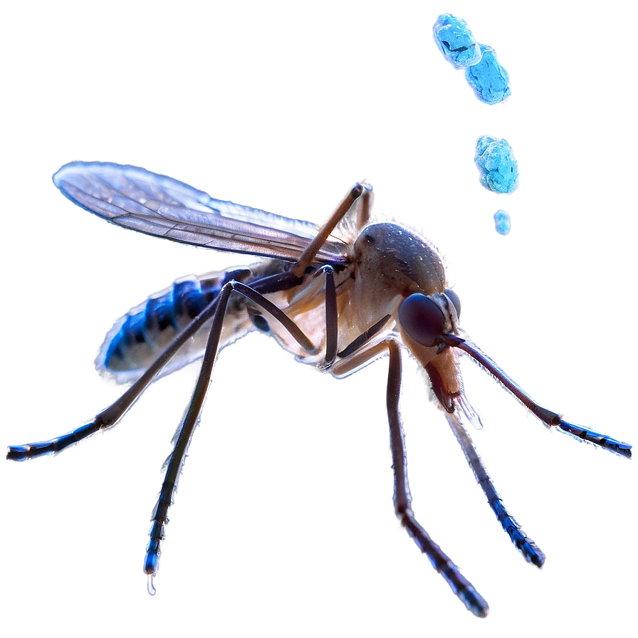 Mosquito Under Microscope Png 24 PNG image