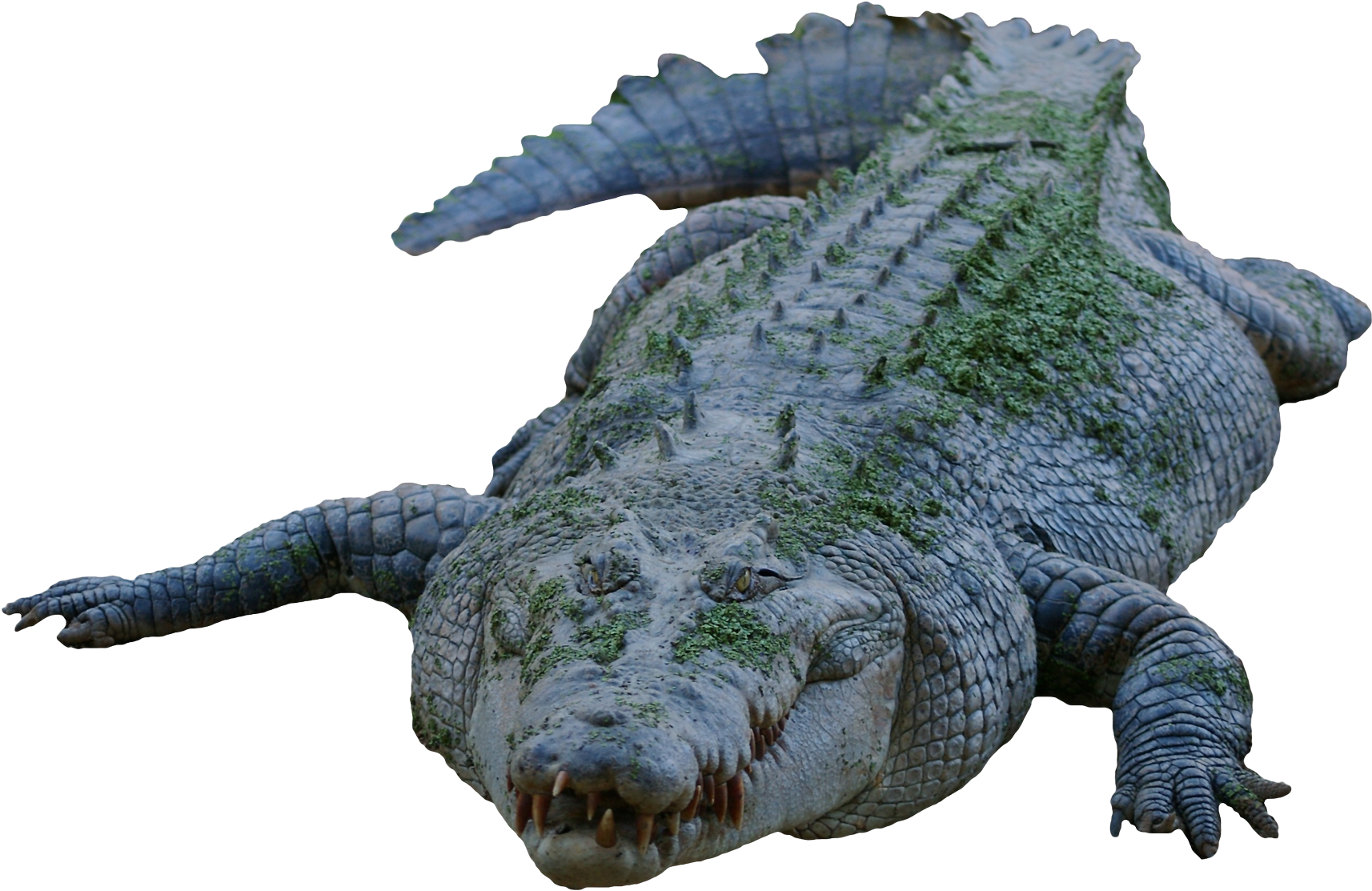 Moss Covered Crocodile PNG image