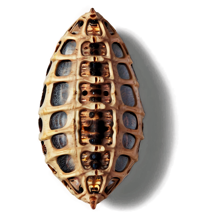 Moth Cocoon Png 39 PNG image