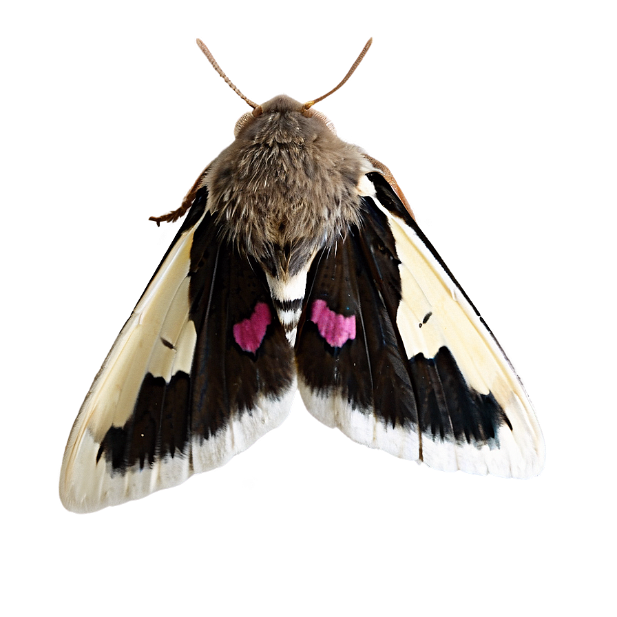 Moth Shadow Png Vfp PNG image