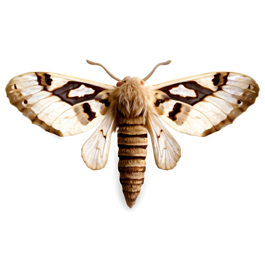 Moth Specimen Png 05242024 PNG image