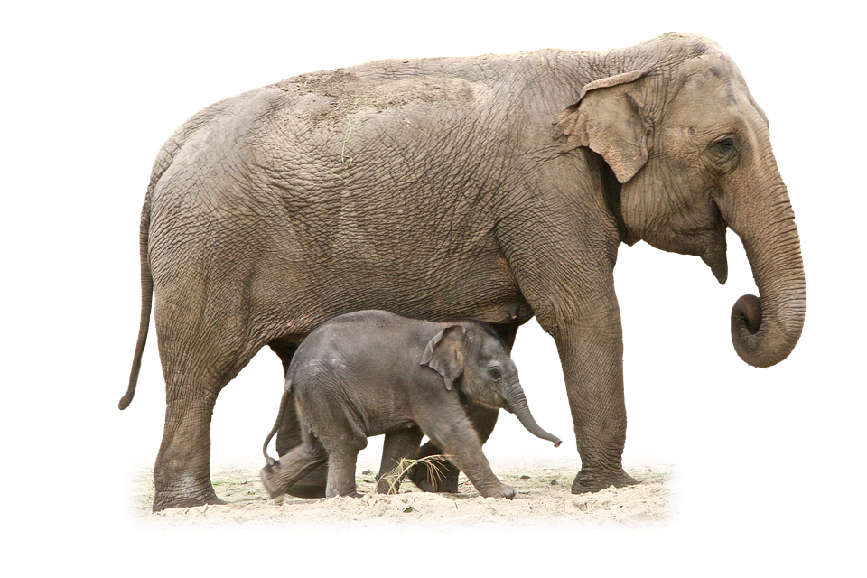 Mother_and_ Baby_ Elephant_ Walking PNG image