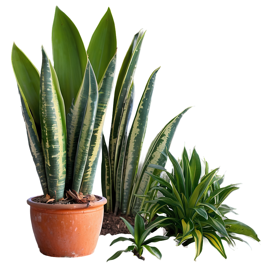 Mother-in-law's Tongue Plant Png Ykw PNG image