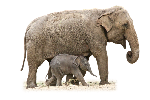 Motherand Baby Elephant Walking PNG image