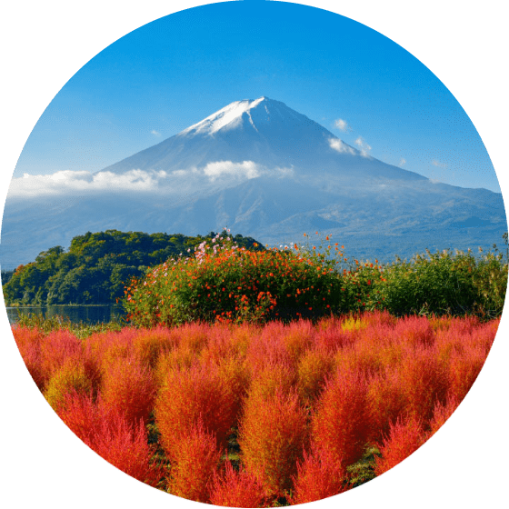 Mount Fuji Over Colorful Flowers PNG image