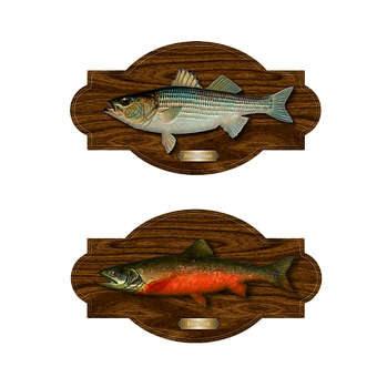Mounted Fish Trophies PNG image