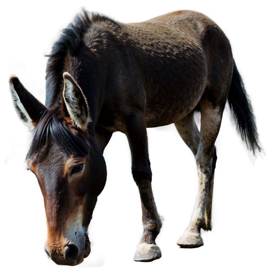 Mule Grazing Peacefully Png Utw80 PNG image