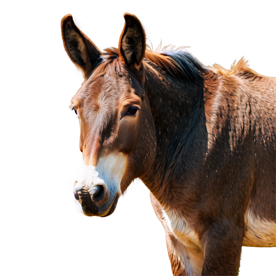 Mule In Cartoon Style Png 86 PNG image