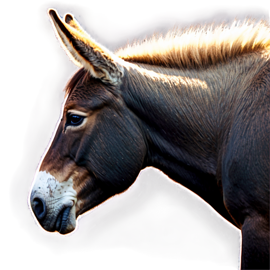 Mule In Sunset Vista Png 06292024 PNG image