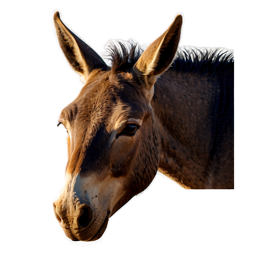 Mule In Sunset Vista Png 98 PNG image