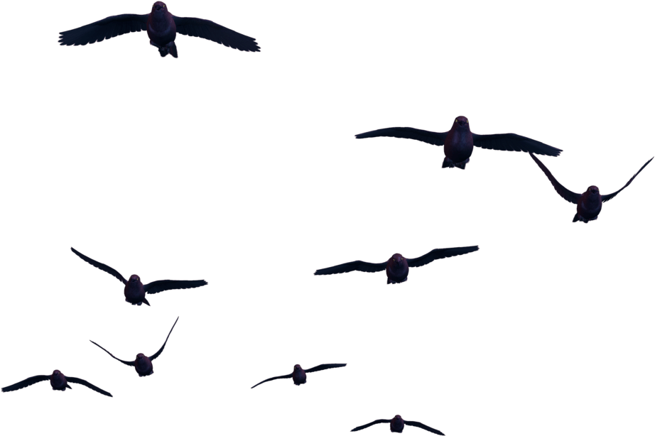 Multiple Birds In Flight Silhouettes PNG image