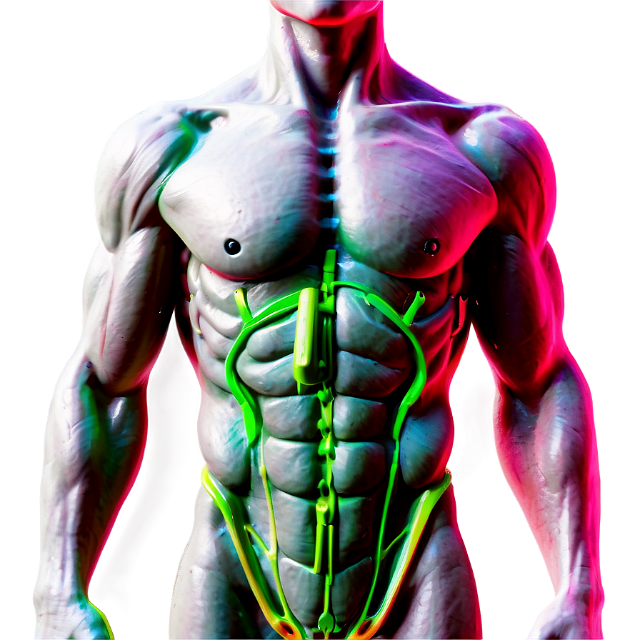 Muscle Torso Anatomy Png Lcr PNG image