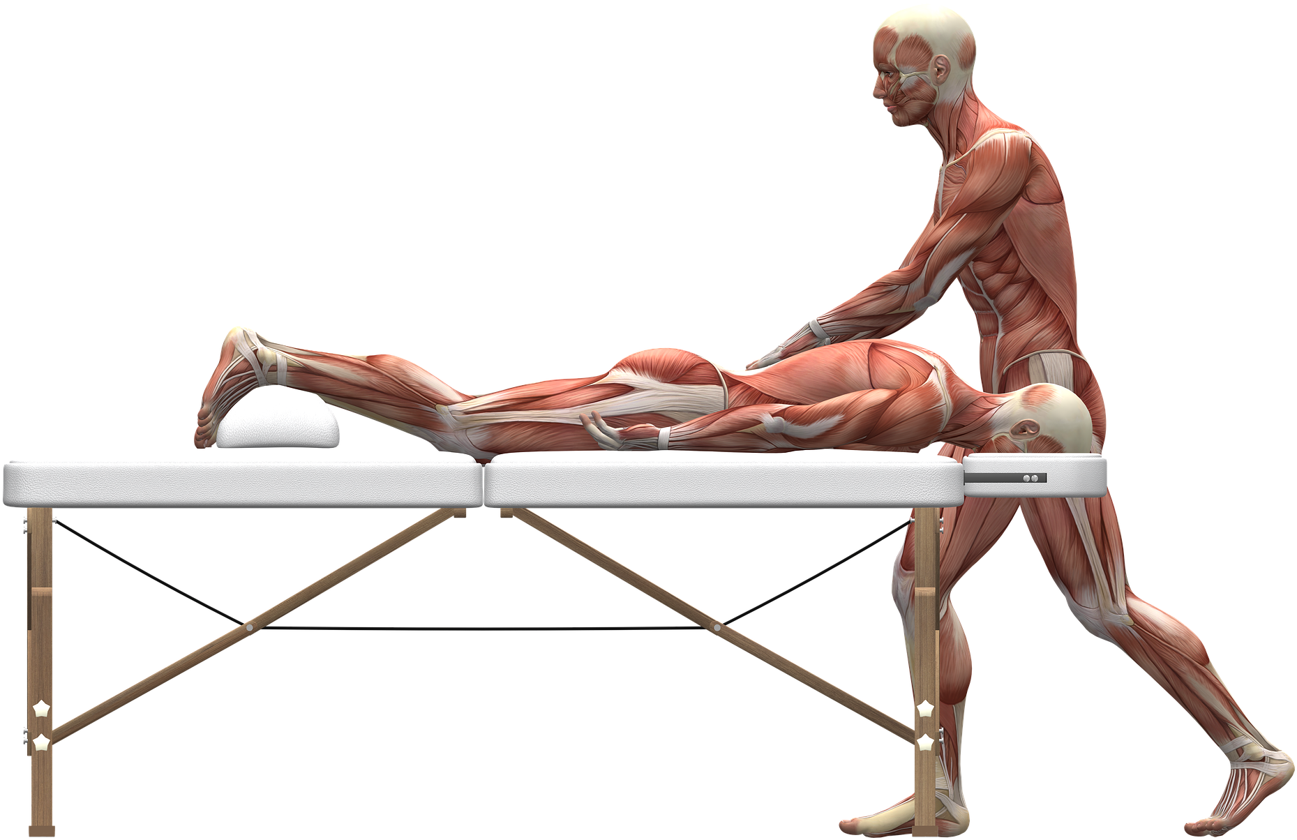 Muscular_ Anatomy_ During_ Massage PNG image