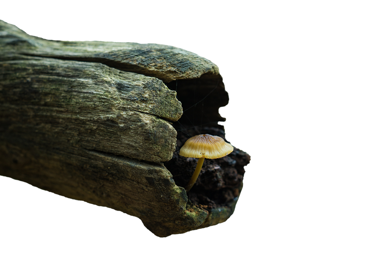 Mushroom Silhouettein Wood PNG image
