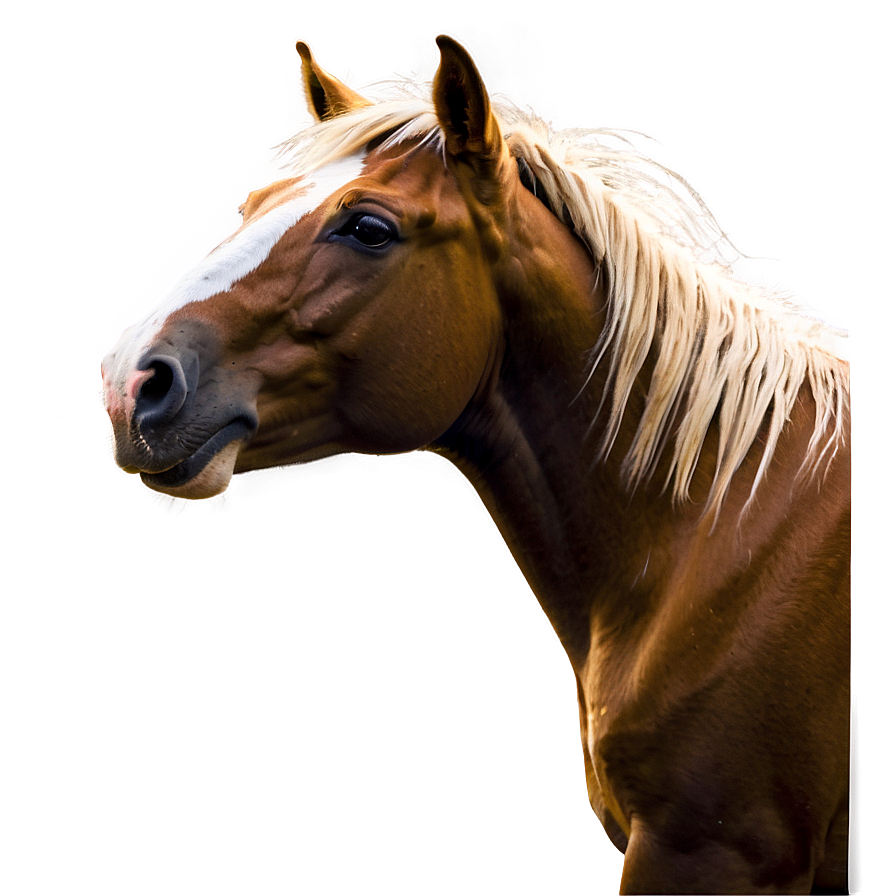 Mustang Horse A PNG image