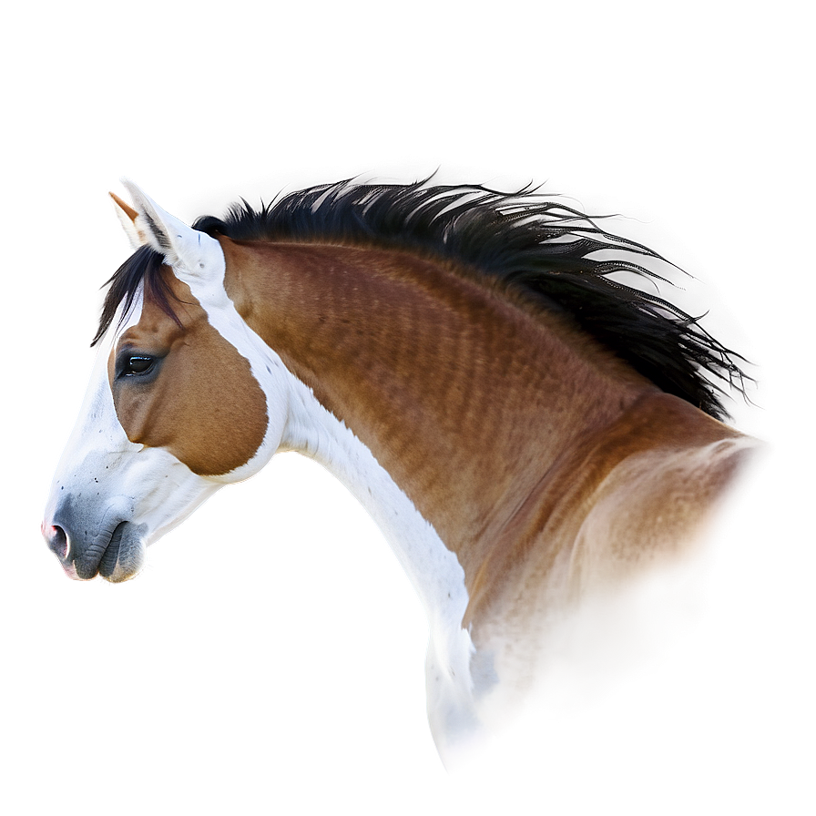 Mustang Horse D PNG image