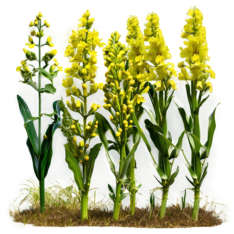 Mustard Field Png 17 PNG image