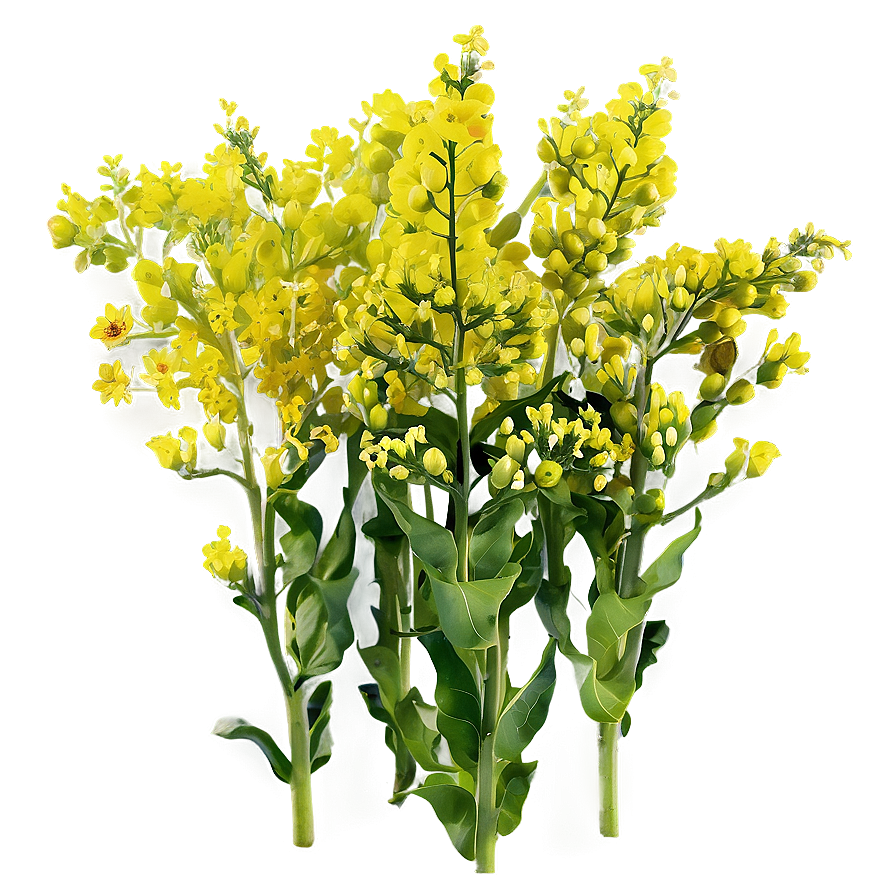 Mustard Field Png Nwp86 PNG image