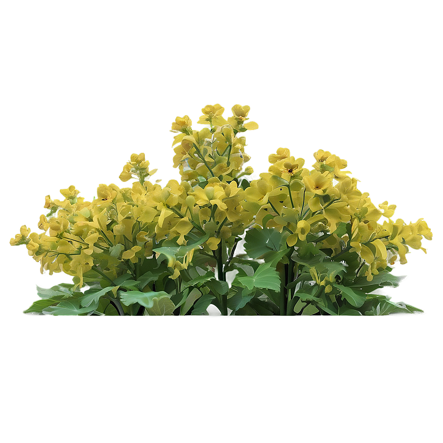 Mustard Field Png Xes77 PNG image