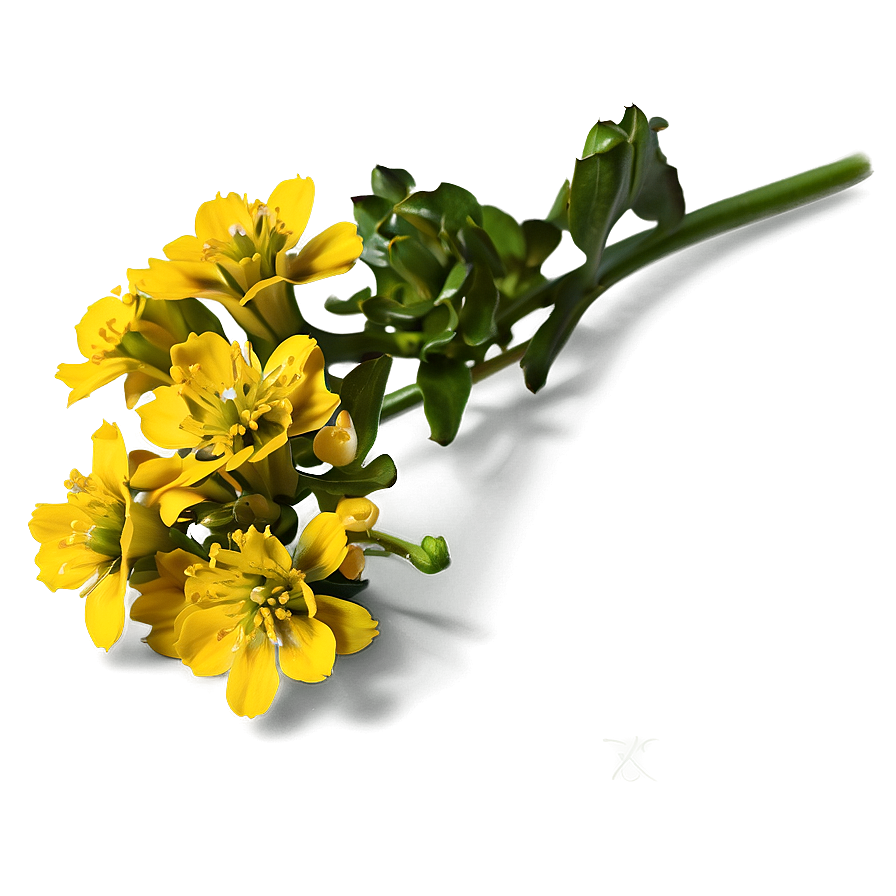 Mustard Flower Png 05242024 PNG image